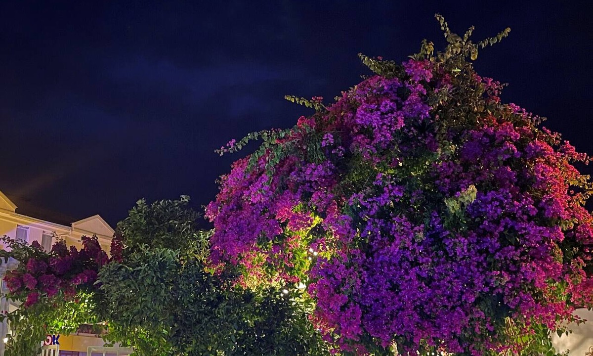 Dalyan City Center Hotel | Grandma's Garden