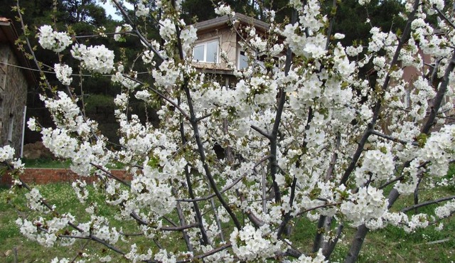 Authentic Stone Chalet and Orchard in the Forest in İzmir