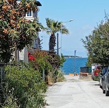 Dal urla