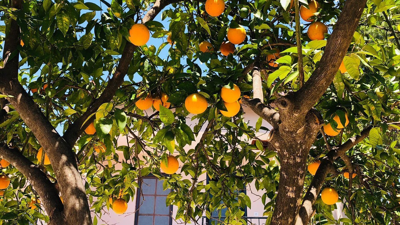Photo of Outdoor in Dalyan City Center