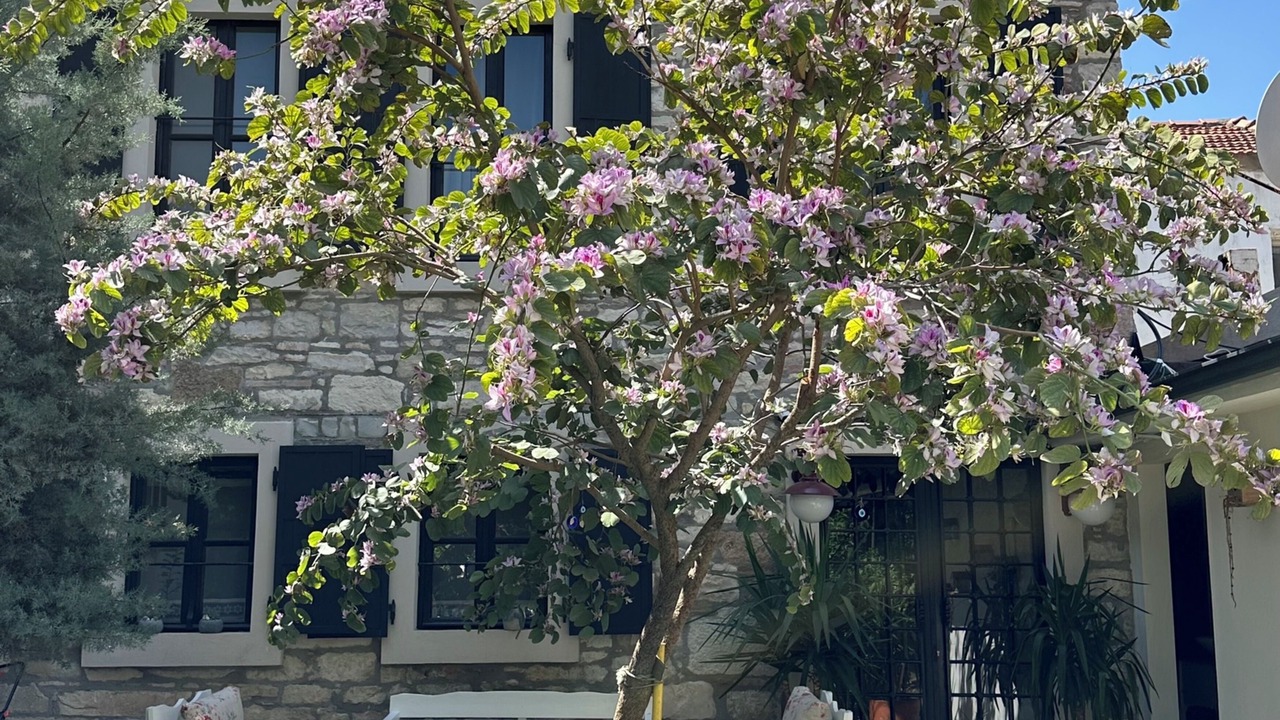 Photo of Others in Urla