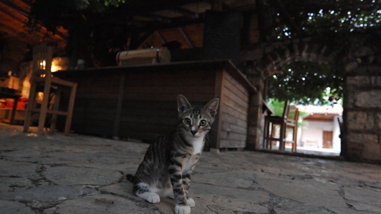 Photo of Others in Olympos