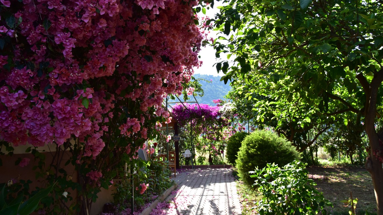 Photo of Outdoor in Cirali