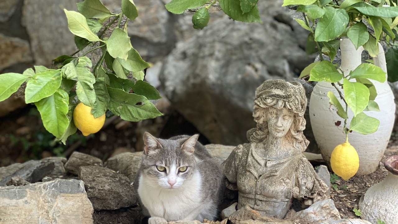 Photo of Outdoor in Datca City Center