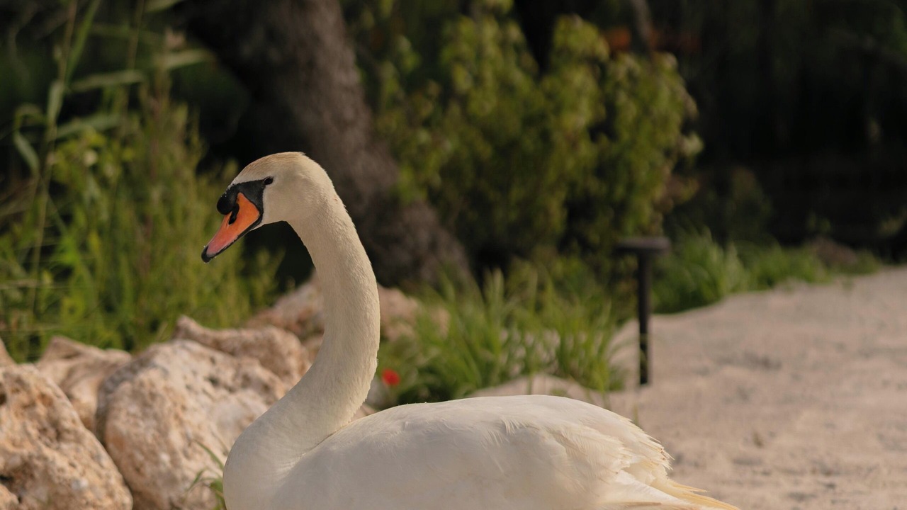 Photo of Others in Yaniklar