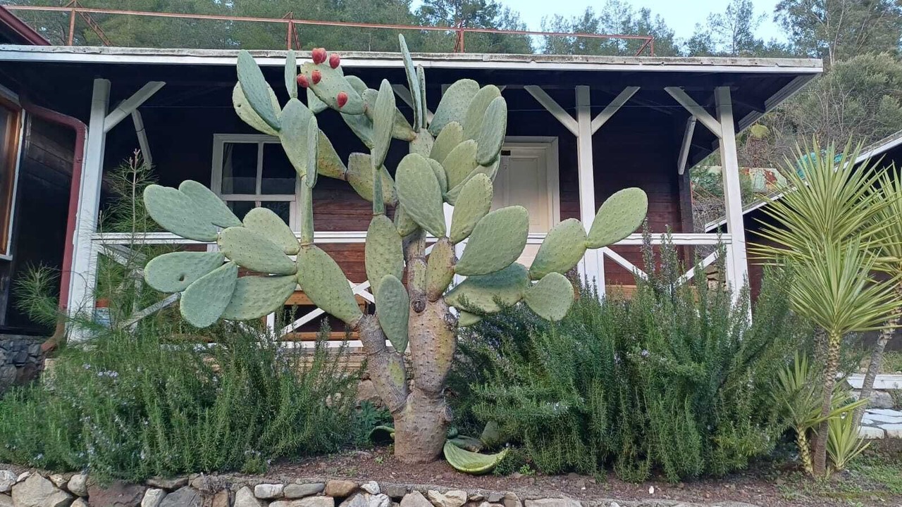 Photo of Outdoor in Olympos