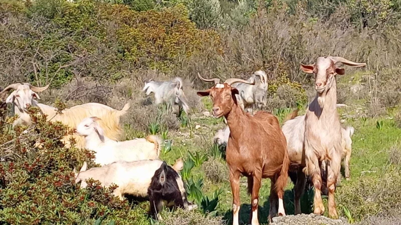 Photo of Outdoor in Datca