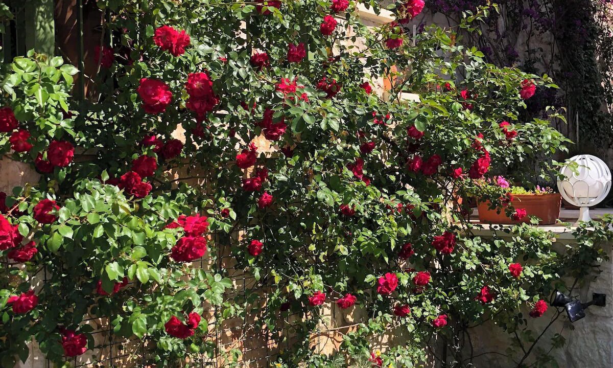 Photo of Outdoor in Guzeloba Mahallesi