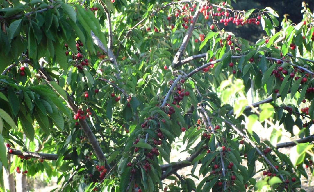 Photo of Outdoor in Bayindir