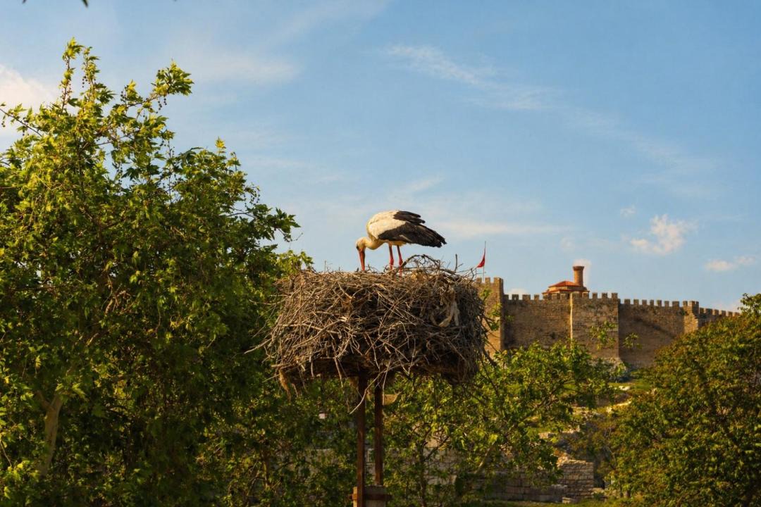 Photo of Others in Selcuk