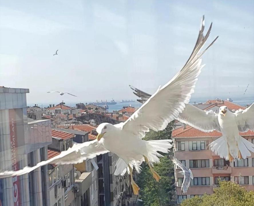 Photo of Others in Bakırkoy