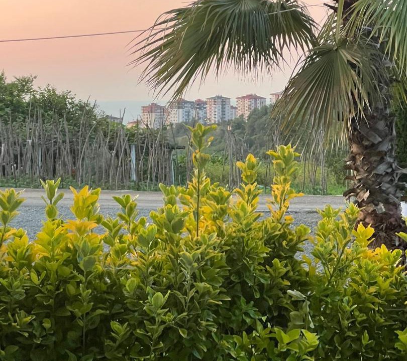 Photo of Others in Trabzon