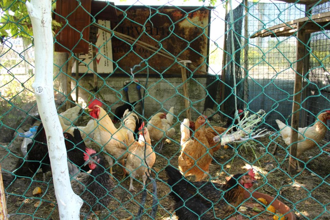 Photo of Others in Gocek