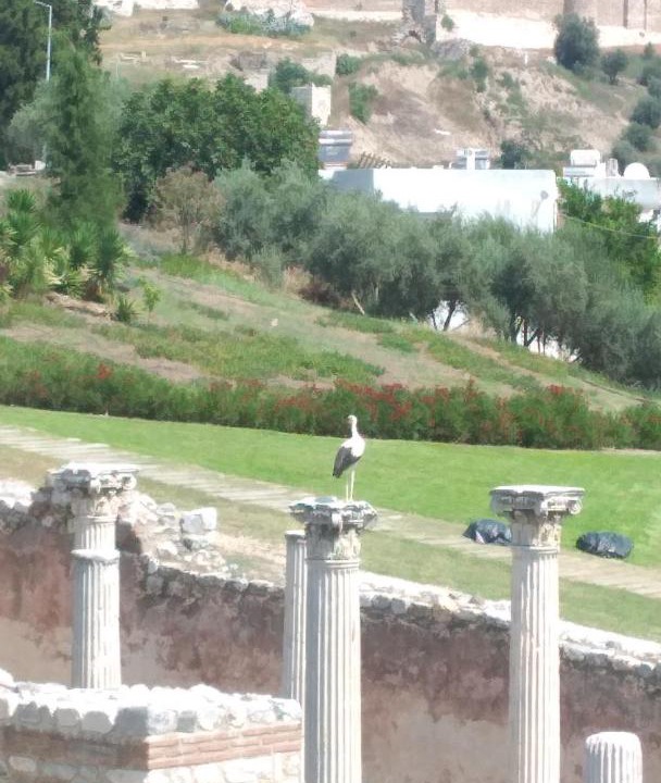 Photo of Others in Selcuk