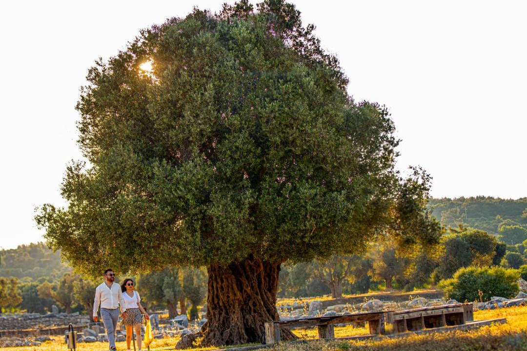 Photo of Others in Sigacık
