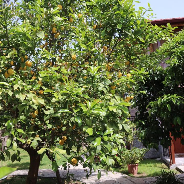 Photo of Outdoor in Cirali