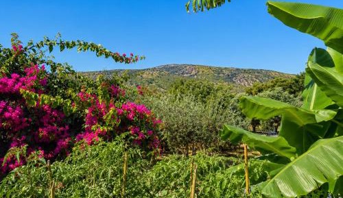 Double Room with Garden View
