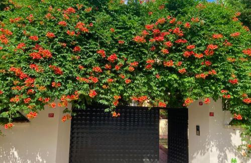 Arnavutkoy Hostel | Nature Gate Airport Hotel