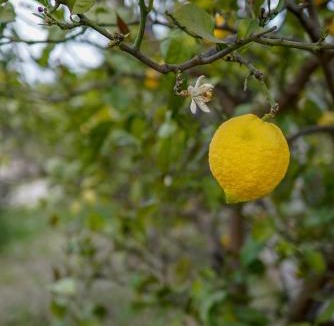Kızlan Hotel | GRAPE DATÇA