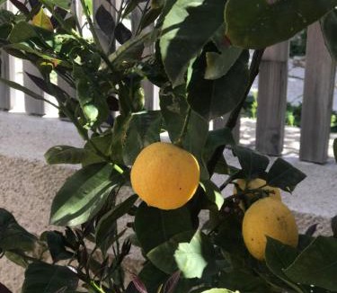 Alacati Hotel | Çona Otel
