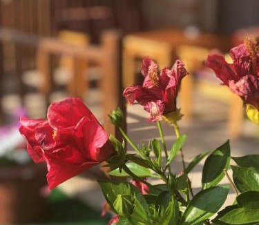 Seki Bed & Breakfast | Sedir Park - Beach Bungalow