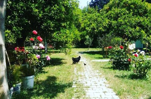 Cirali House | Saklı Bahçe pensiyon & camping